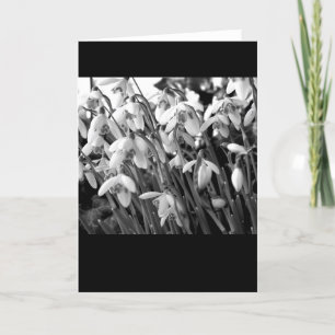 Snowdrops Karte