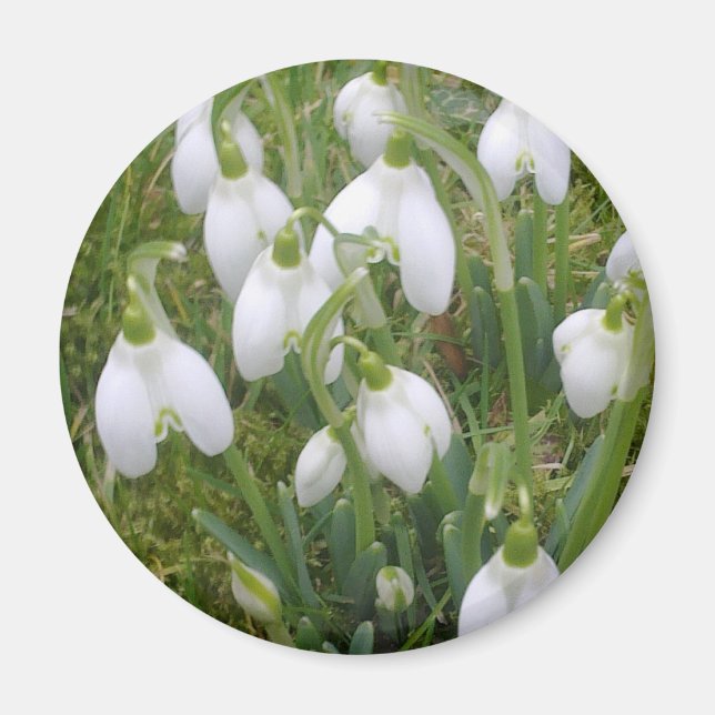 Snowdrops Magnet (Vorne)