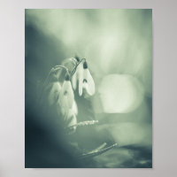 Snowdrops Nature Foto Poster