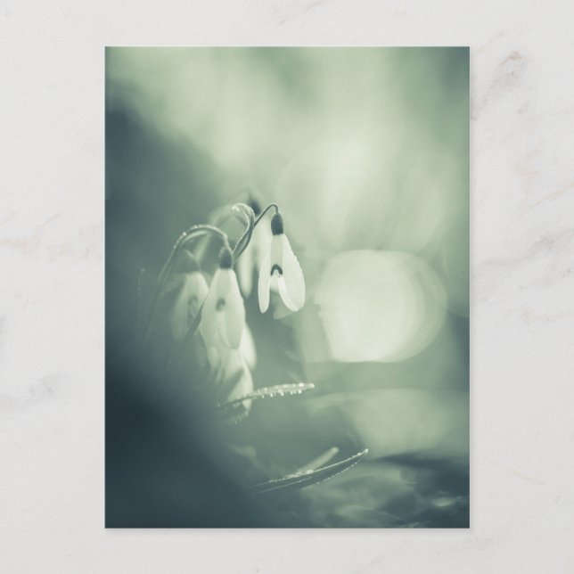 Snowdrops Nature Photo Carte postale (Devant)