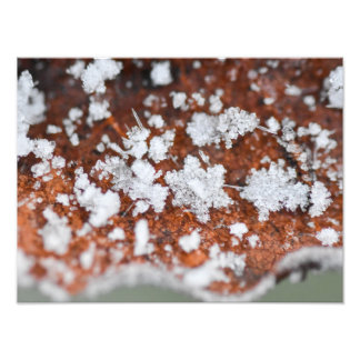 Snowflakes  fotodruck