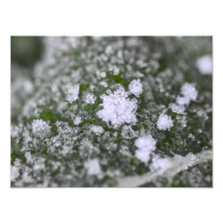 Snowflakes  fotodruck