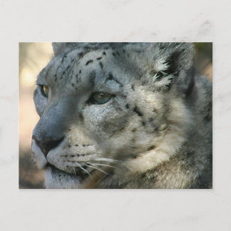 Snowleopard Postkarte