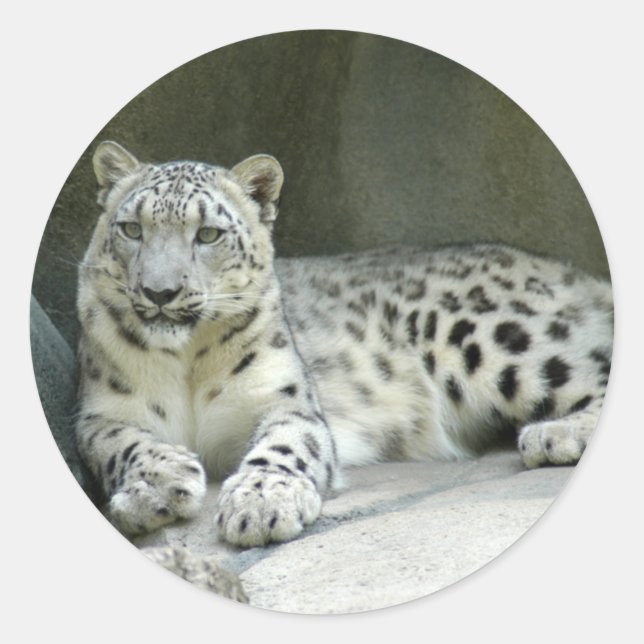 SnowLeopardM003 Runder Aufkleber (Vorderseite)