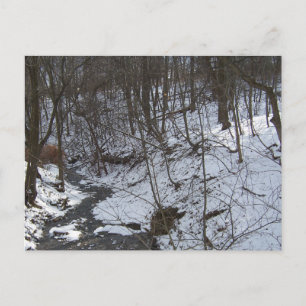 Snowy Bach Postkarte