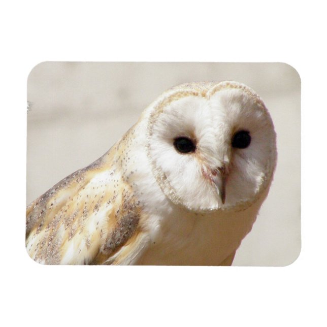 Snowy Barn Owl Flexible Magnet (Horizontal)