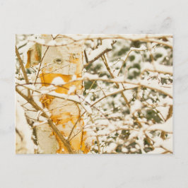 Snowy Birch Postkarte