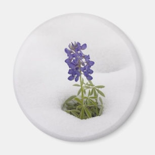 Snowy Bluebonnet - Magnet