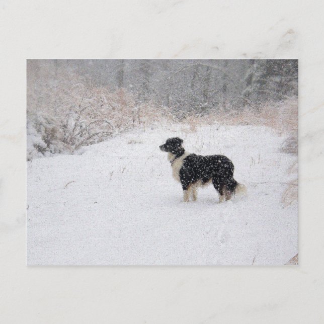 Snowy-Border-Collie-Postkarte Feiertagspostkarte (Vorderseite)