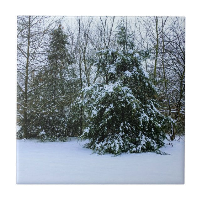 Snowy Cedars Fliese (Vorderseite)
