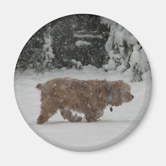 Snowy Cocker Spaniel Magnet (Vorne)