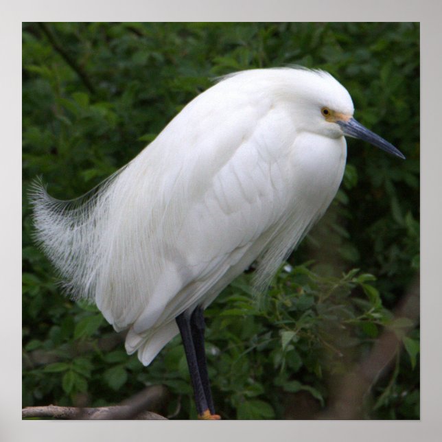 Snowy Egret Bird Foto Poster (Vorne)