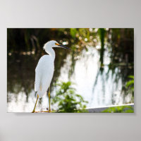 Snowy Egret Bird Foto Print