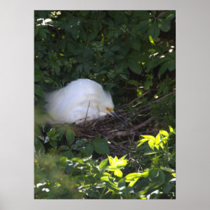 Snowy Egret Foto Poster