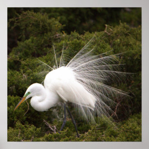 Snowy Egret Foto Poster