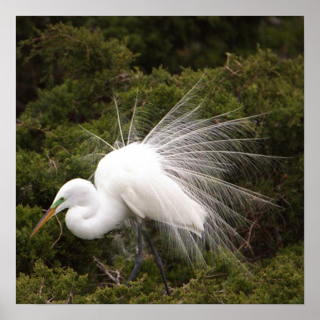Snowy Egret Foto Poster (Vorne)