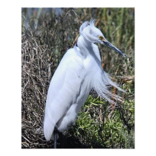 Snowy Egret Fotodruck