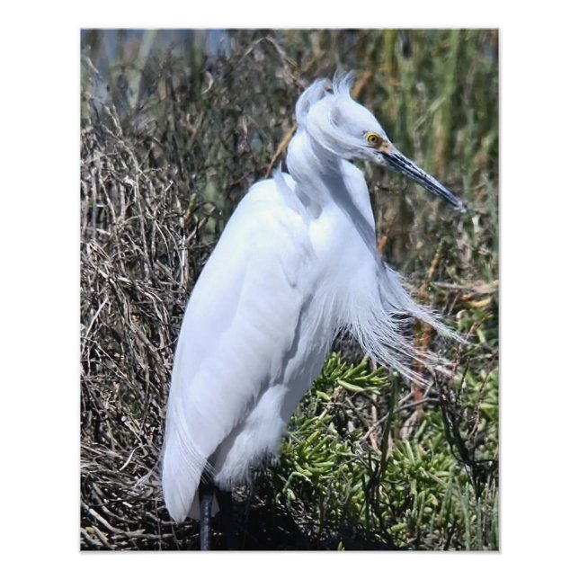 Snowy Egret Fotodruck (Vorne)