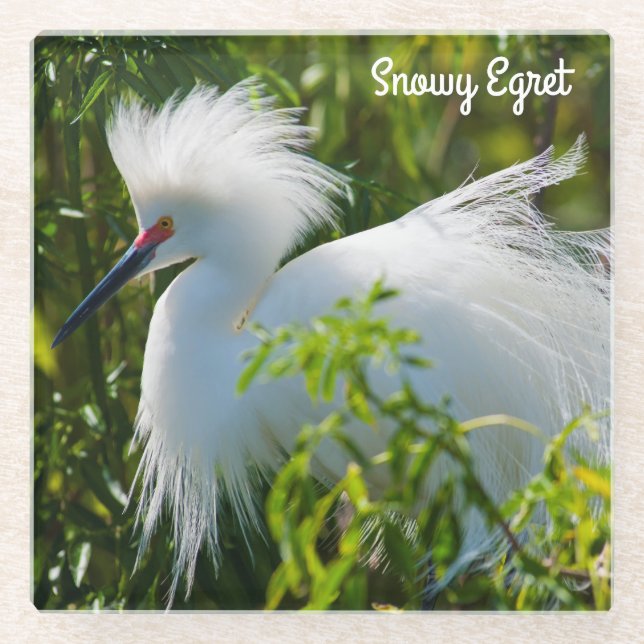 Snowy Egret Glasuntersetzer (Vorderseite)