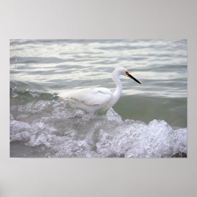 Snowy Egret im Surf Poster (Vorne)