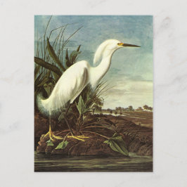 Snowy Egret, John James Audubon Postkarte