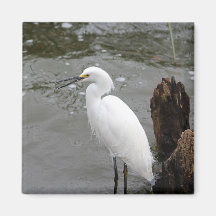 Snowy Egret
