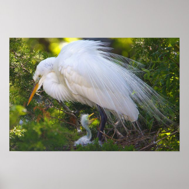 Snowy Egret mit Baby Poster (Vorne)