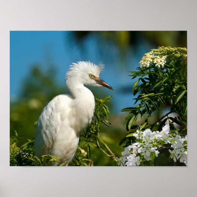 Snowy Egret mit Blume Print oder Poster (Vorne)