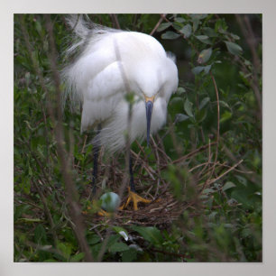 Snowy Egret mit Ei Poster