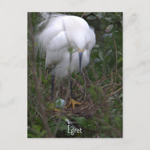 Snowy Egret mit Eierpostkarte Postkarte