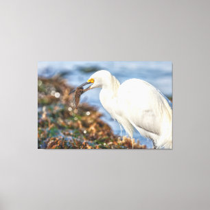 Snowy Egret mit Fisch Leinwanddruck