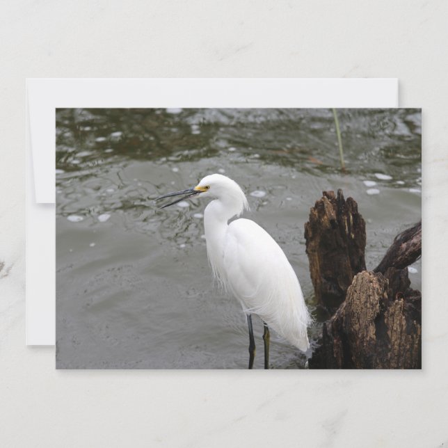 Snowy Egret Mitteilungskarte (Vorderseite)