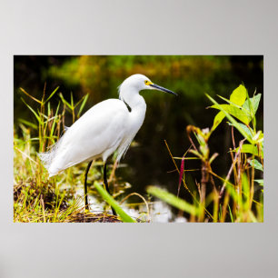 Snowy Egret of the Everglades Poster