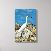 Snowy Egret on Rocks