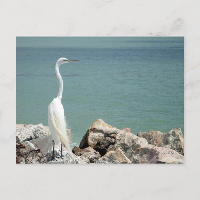 Snowy Egret Postcard Postkarte (Vorderseite)