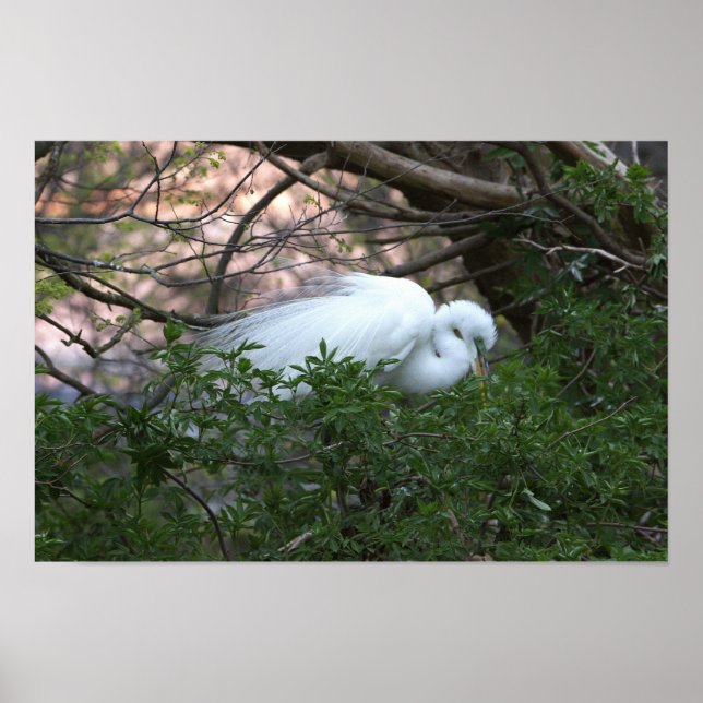 Snowy Egret Poster (Vorne)