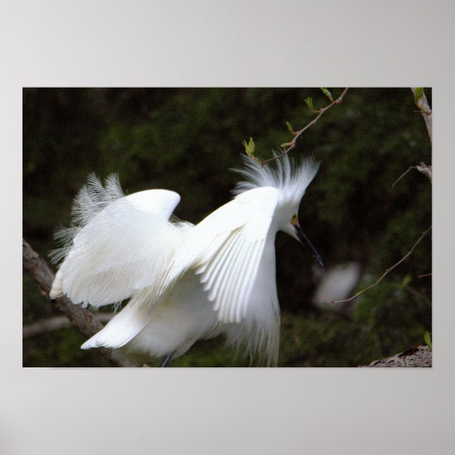 Snowy Egret Poster (Vorne)