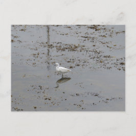 Snowy Egret Postkarte