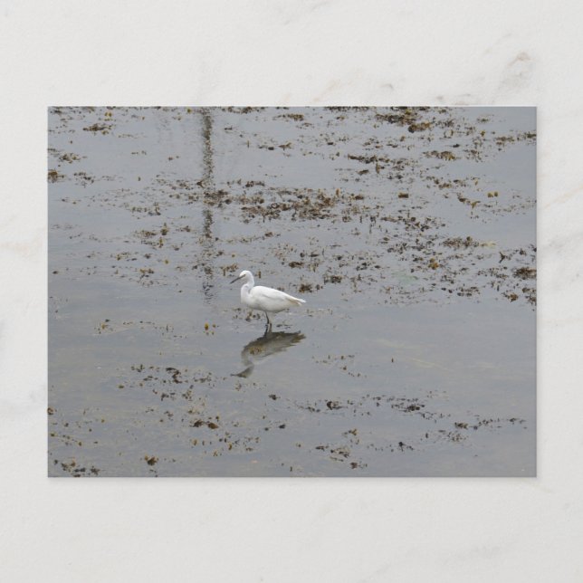 Snowy Egret Postkarte (Vorderseite)