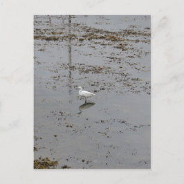 Snowy Egret Postkarte