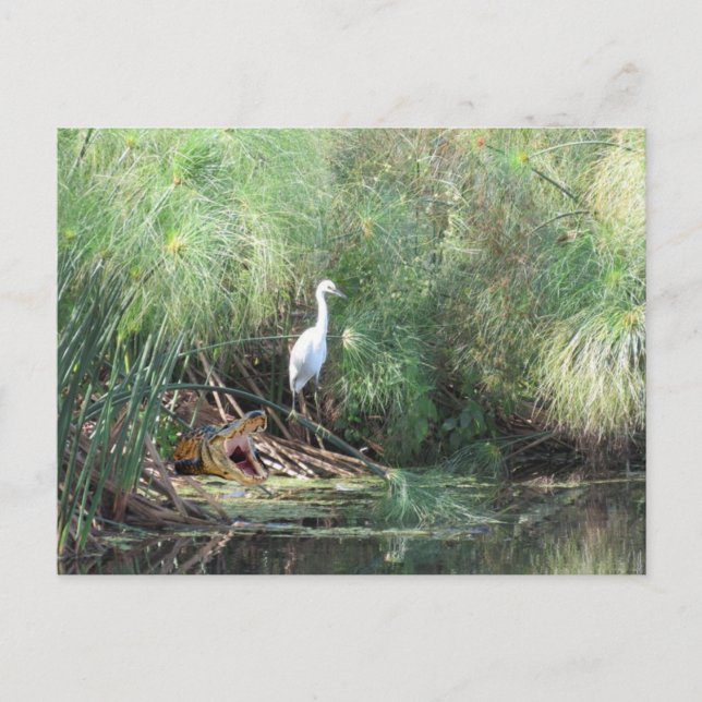 Snowy Egret und Fake Gator Card Postkarte (Vorderseite)