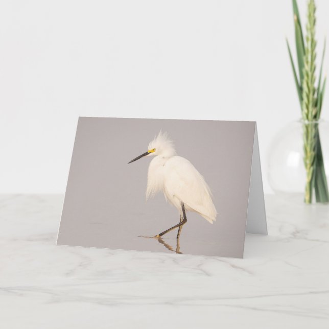 Snowy Egret Walking Grußkarte Karte (Vorderseite)