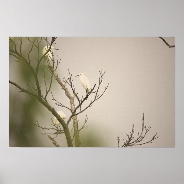 Snowy Egrets on Tree Poster (Devant)
