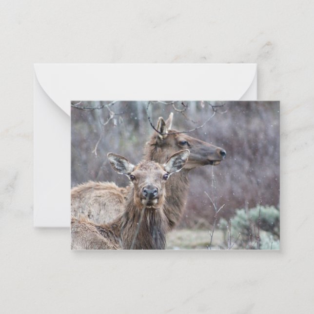 Snowy Elk Mitteilungskarte (Vorderseite)