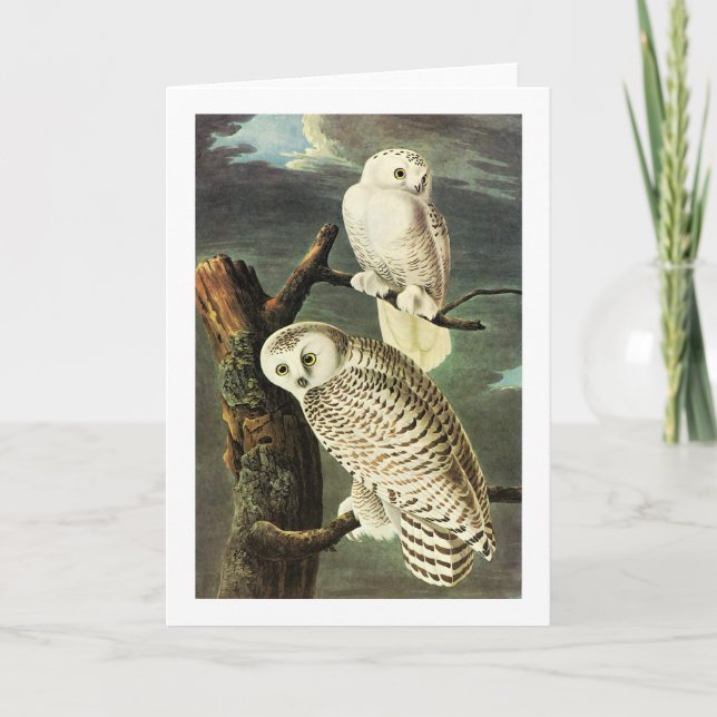 Snowy-Eule - Audubon feine Vintage Vögel Amerika Karte (Vorderseite)