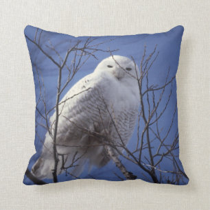 Snowy-Eule, weißer Vogel gegen einen Saphir-blaue Kissen