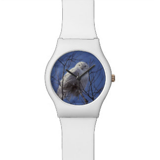 Snowy-Eule, weißer Vogel gegen einen Saphir-blauen Uhr
