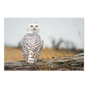 Snowy-Eulen-Immigrant Fotodruck