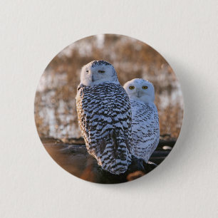 Snowy-Eulen-Paare Button