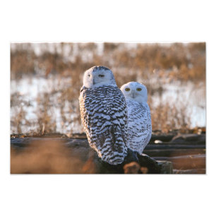 Snowy-Eulen-Paare Fotodruck